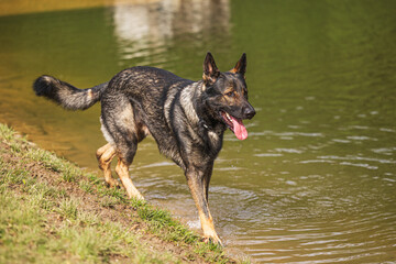 female German Shepherd Dog near the water