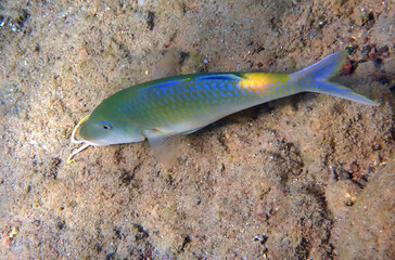 Close-up of Yellowsaddle goatfish in tropical waters of the Red Sea, Middle East