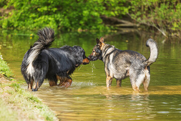 female German Shepherd Dog with a hovawart in the water