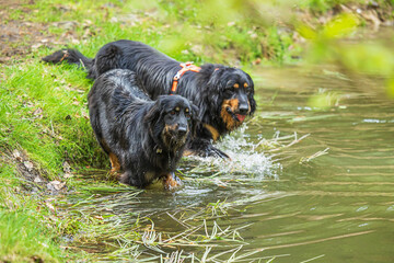 male black and gold Hovie dog hovawart in the water