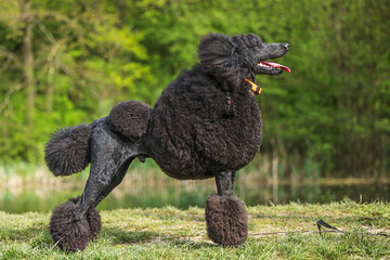 The Standard Poodle beautifully cut