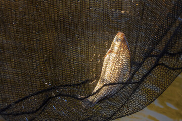 The Eurasian carp or European carp (Cyprinus carpio) in a fishing net
