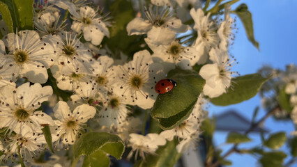 large wild cherry flowers, petals, pistils, stamens in sunset light, ladybug