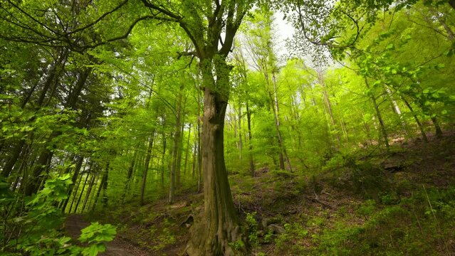 Majestic beech tree in the woods with fresh green foliage of the spring season. Tilting up to the beautiful canopy