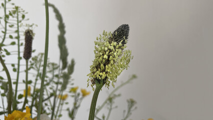 fragment of a bouquet of meadow herbs on a neutral background of a light wall