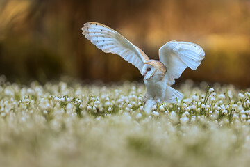 barn owl (Tyto alba) flapping its wings in snowbells