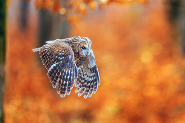 tawny owl (Strix aluco) flying in the colourful forest