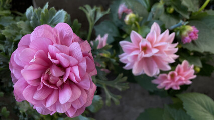 close-up of a bush of gorgeous pink ranunculus against a background of green leaves and stems	