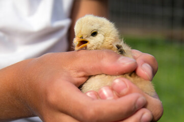 Child holds a little yellow chicken in his hands