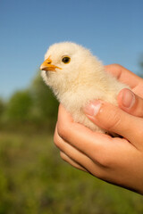 Child holds a little yellow chicken in his hands