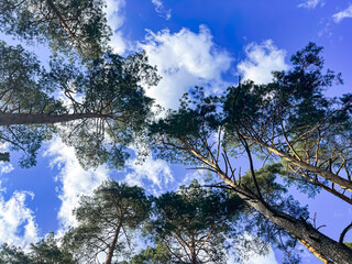 spring forest in the sun with pine trees around, blue sky and white clouds