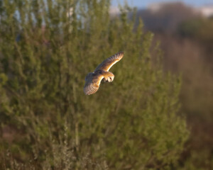 A beautiful Barn Owl in flight at sunset