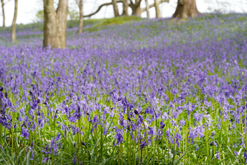 Obraz premium Bluebells in bloom in the woodland in England 