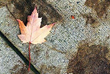 sidewalk leaves in autum