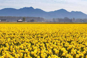 Yellow Daffodil Field in Skagit Valley