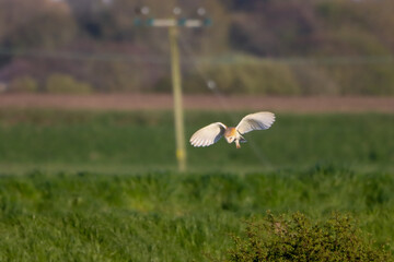 A beautiful Barn Owl in flight at sunset