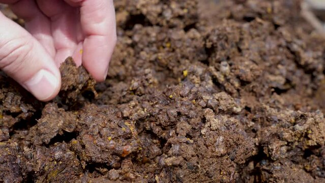 Merva waste from the processing of wax raw materials. Making beeswax at home.