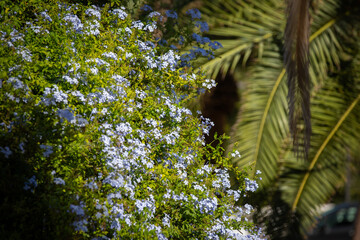 Niebieskie kwiaty na rozmytym tle (Plumbago). 