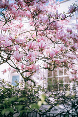 Street in London in spring with blooming tree of magnolia