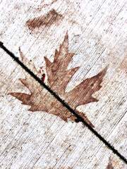 sidewalk leaves in autum