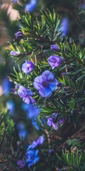 Nature's Whispers: Delicate Periwinkle Blooms Nestled Among Verdant Needles