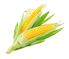 Fresh ripe corn cobs with green leaves. Harvest Vegetables. Top View. Organic natural food....