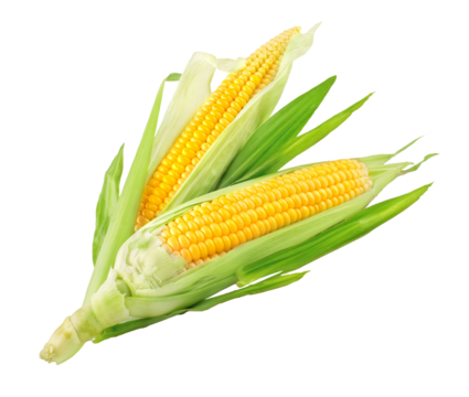 Fresh ripe corn cobs with green leaves. Harvest Vegetables. Top View. Organic natural food. Isolated. PNG.