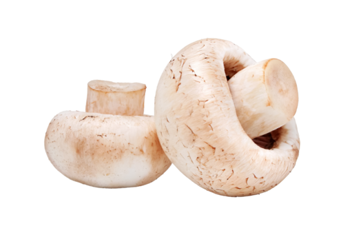 Ripe mushrooms champignons. Organic food vegetables isolated. PNG.