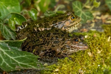 One pool frog sitting on ground in natural habitat. Pelophylax lessonae. European frog.