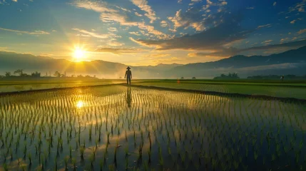 Sierkussen Rice fields glowing under the soft light of dawn, with a farmer surveying the tranquil landscape. © Plaifah