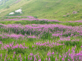 Purple loosestrife flower growing on alpine pasture along a scenic mtb trail along ancient pathway...