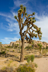 Fototapeta na wymiar Mature Joshua tree under the blue sky in National Park, California, USA. Nature. Vertical image