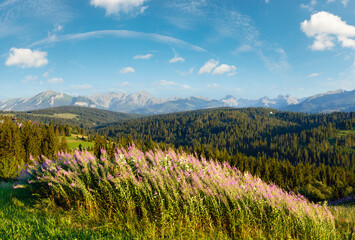 Summer evening mountain village outskirts with pink flowers in front and Tatra range behind...