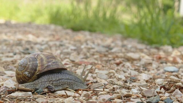 Big snail in shell crawling on road, summer day in garden. Helix pomatia crawls on ground