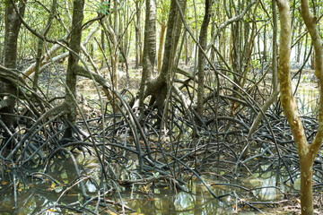 The branching of mangrove roots and the complete coastal ecosystem, Mangrove ecosystem in Krabi Province, Thailand.