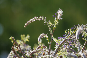 藤の花芽（成長途中）