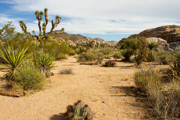 Barker Dam trail landscape view in Joshua Tree National Park, California, USA