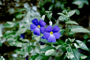 forget me not flowers