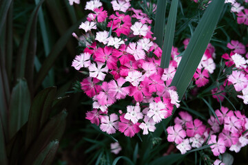 pink flowers in the garden landscape