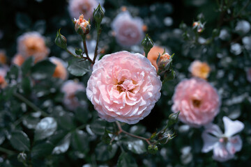 pink rose flower landscape