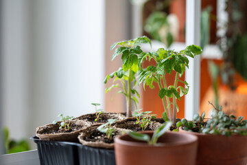 Organic tomato seedlings in peat pot growing from seed at home. Hobby, indoor gardening concept