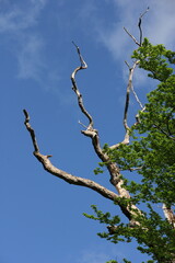 branches against sky