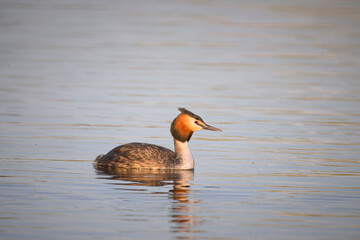 Close-up great crested grebe (Podiceps cristatus) swims in the water with reflection perpendicular to the camera lens on a sunny spring evening. A large bird with red eyes, and a long bill.