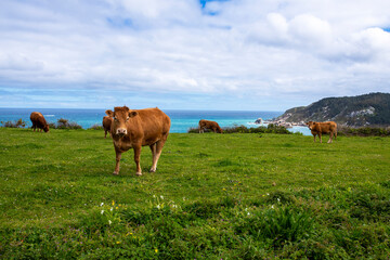 Cows grazing in the meadows of the coast of Galicia. Brown cows with the blue sea in the...