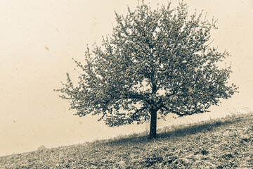 Streuobstwiese mit blühendem Obstbaum im Schneefall