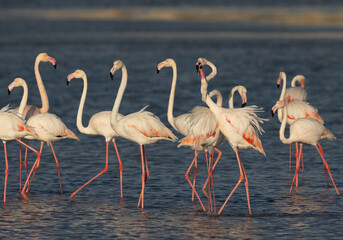 Greater Flamingos fighting while feeding at Eker creek, Bahrain