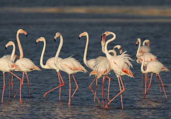 Greater Flamingos territory dispute in the monring at Eker creek, Bahrain