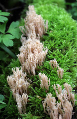 Coral mushrooms (Artomyces pyxidatus) grow in nature