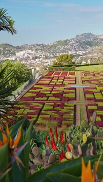 Camera moves between colorful flowers in botanical garden of Funchal, Madeira. Gorgeous sunny view of the diverse vegetation of the island Madeira and Funchal city. Vertical Screen 