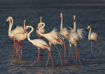 Greater Flamingos territory fight while feeding at Eker creek, Bahrain
